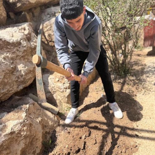 evangelisch-lutherische-schule-bethlehem-pflanzaktion-olivenbaueme-3