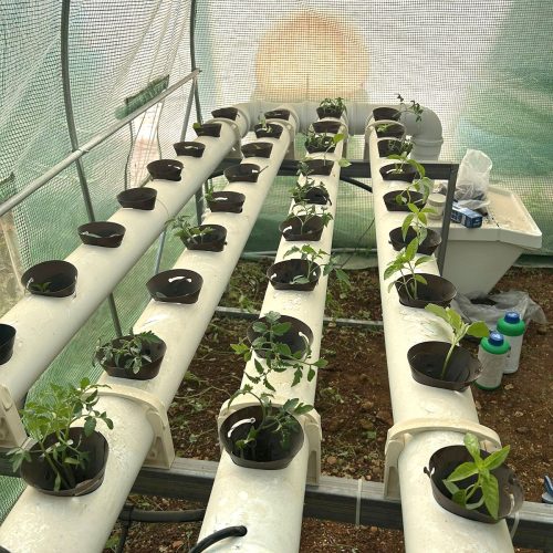 evangelisch-lutherische-schule-der-hoffnung-pflanzaktion-umweltclub-2