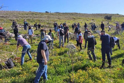 Bäume pflanzen und für Frieden in Israel und Palästina eintreten